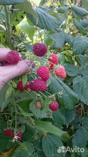 Малина Полана