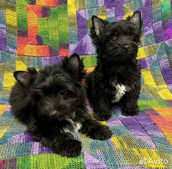 Черный йорк Мальчики