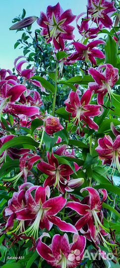 Цветы луковичные