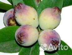 Продаю мирт цветущий и плодоносящий