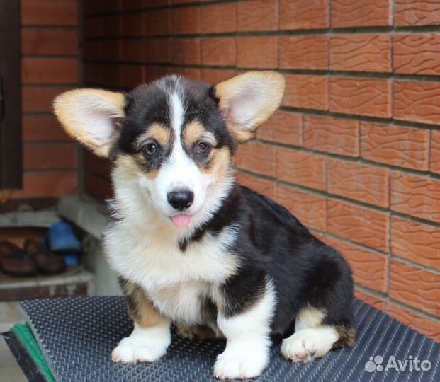 Вельш-корги пемброк