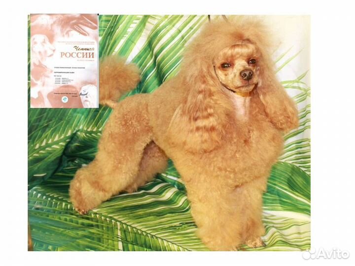 Стрижка собак и кошек кинолог-парикмахер