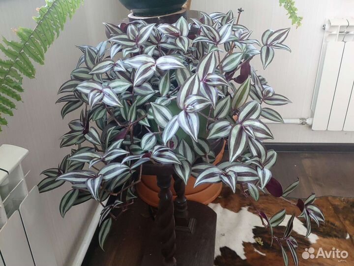 Традесканция