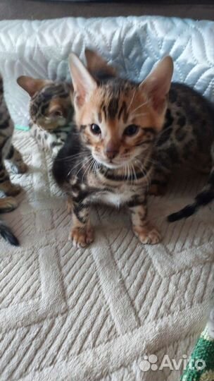 Бенгальские котята