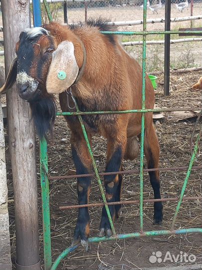 Продам нубийского козла