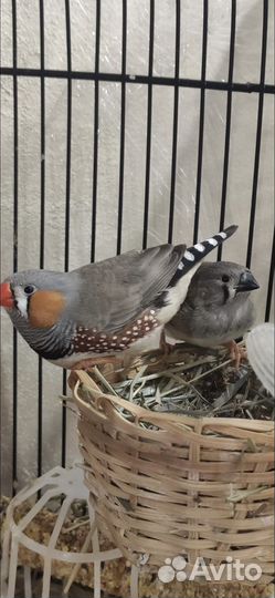 Амадины зебровые с клеткой