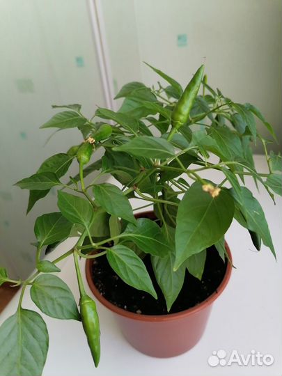 Продам цветы комнатные