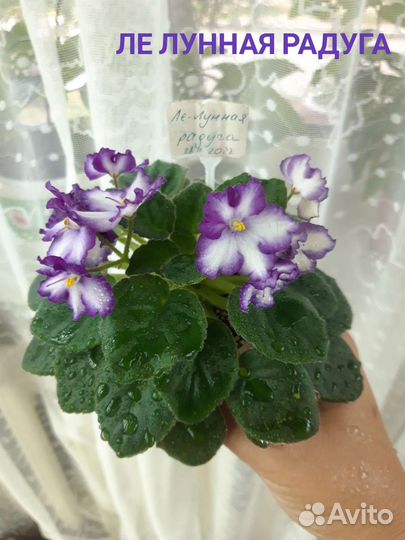 Фиалки mini