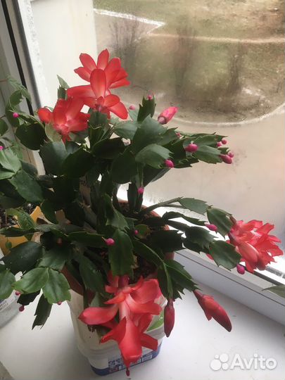 Бегония креднера