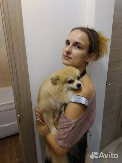 Выгул собак/зооняня/грумер