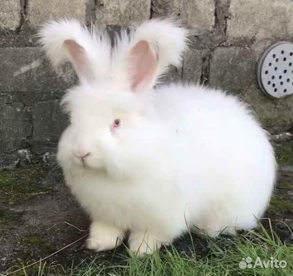 Немецкая ангорка