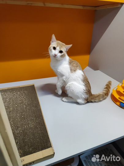 Котик в дар Мурзик