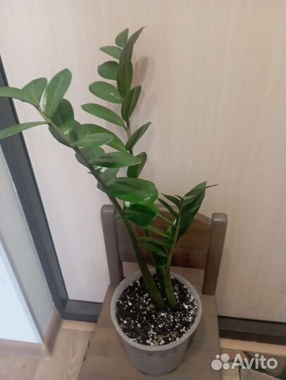 Замиокулькас