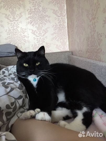 Стерилизация и кастрация кошек и собак, вакцинация