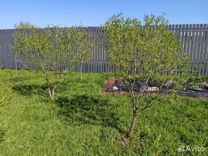 Ива шаровидная дерево крупномер, не питомник