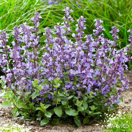 Котовник Фассени 