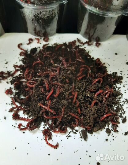 Мотыль насадочный