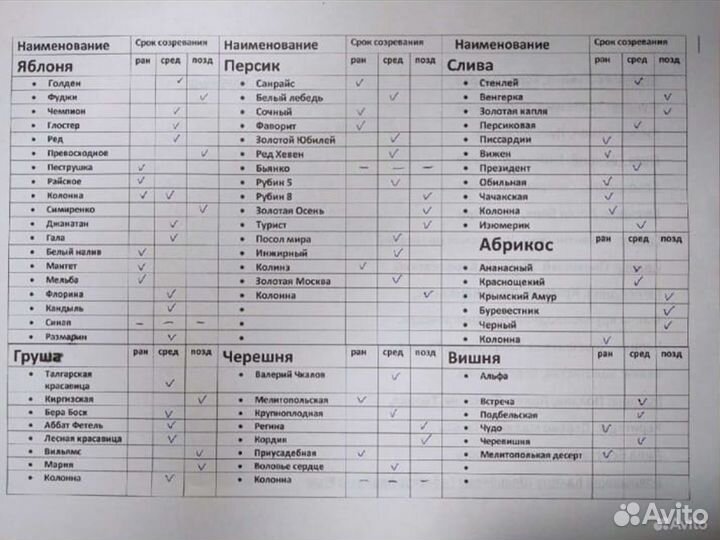 Саженцы Смородины красная Сахарная