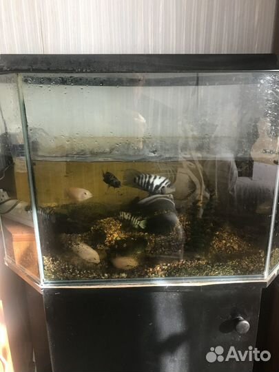 Аквариум, рыбки и оборудование