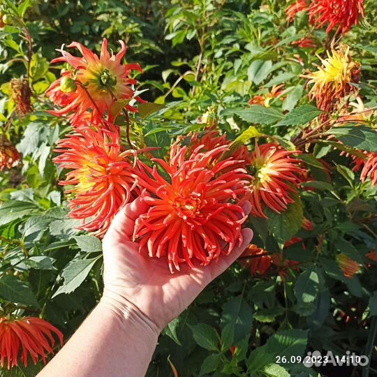 Георгины клубни