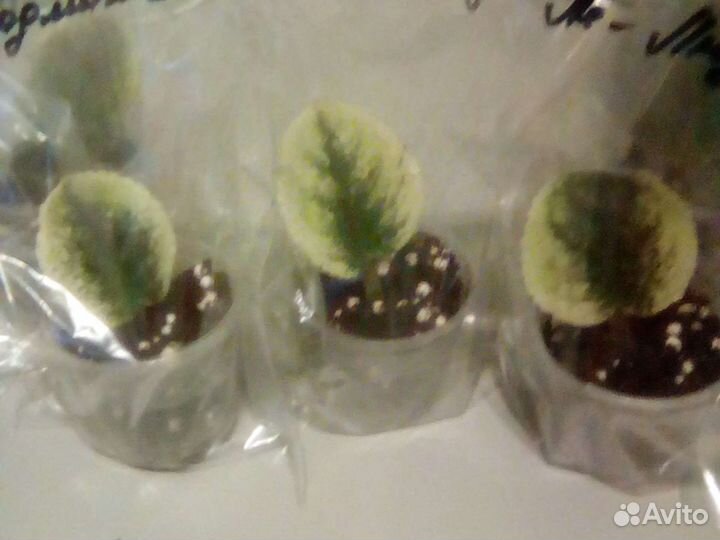 Укоренённые листики фиалок