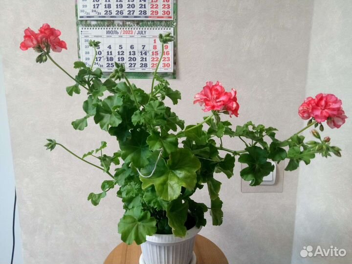 Пеларгонияплющелистная