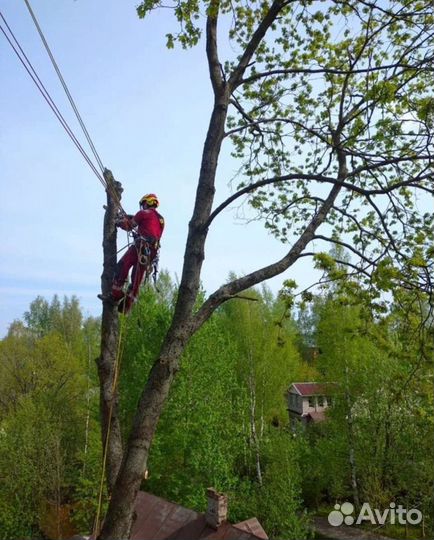 Спил деревьев, кронирование,расчистка участка