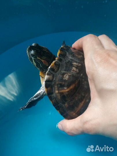 Красноухая черепаха бесплатно