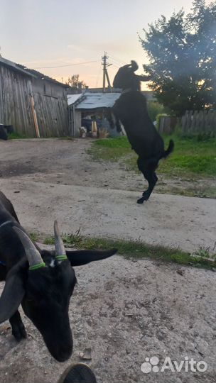 Услуги козла