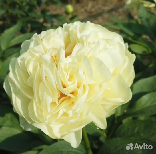 Пион Дабл Френд, саженцы