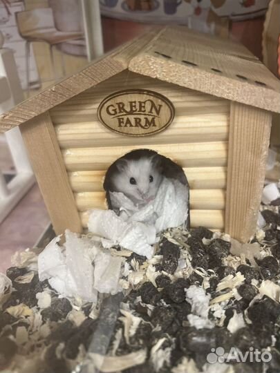 Джунгарский хомяк маленький