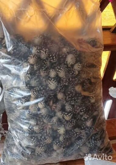 Сосновые шишки для мульчирования