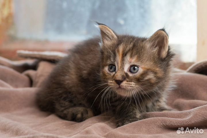 Сибирские котята с острова Валаам