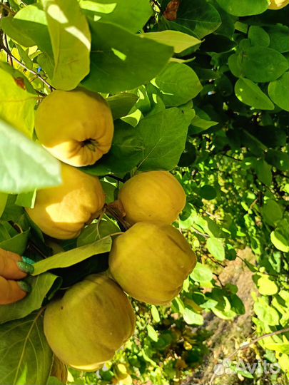 Айва дачная