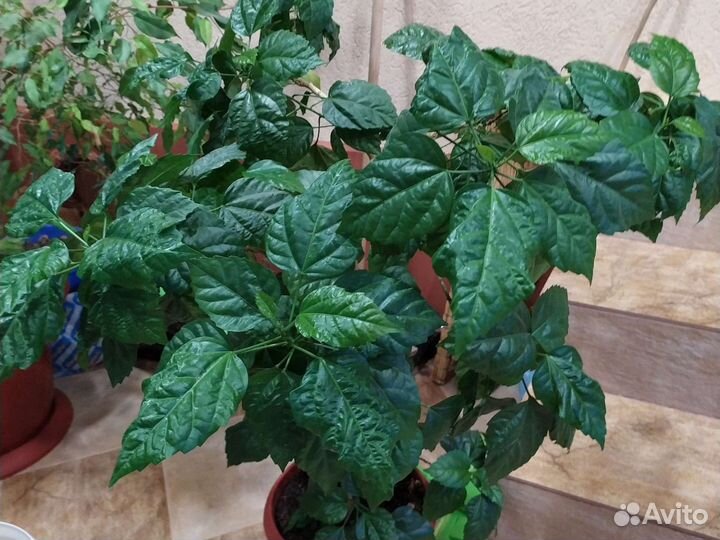 Монстера, гибискус