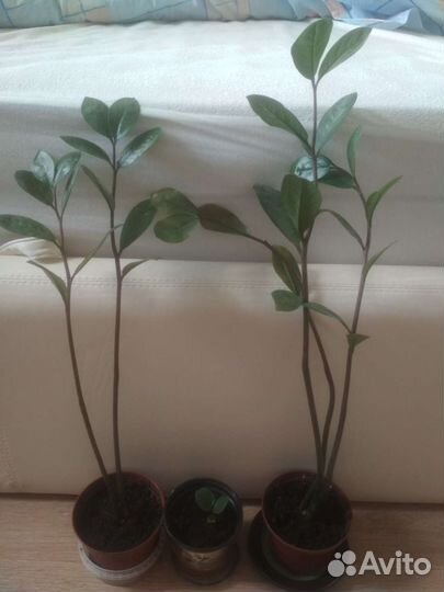 Цветы пальма кактус Замиокулькас диффенбахия