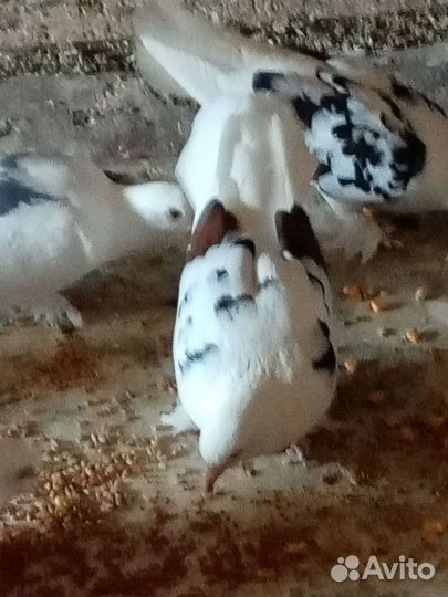 Продажа голубей