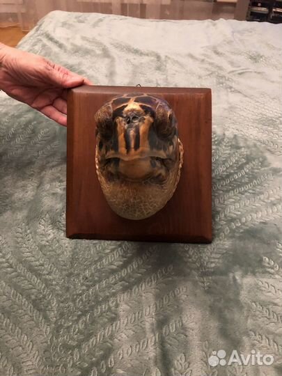 Голова черепахи