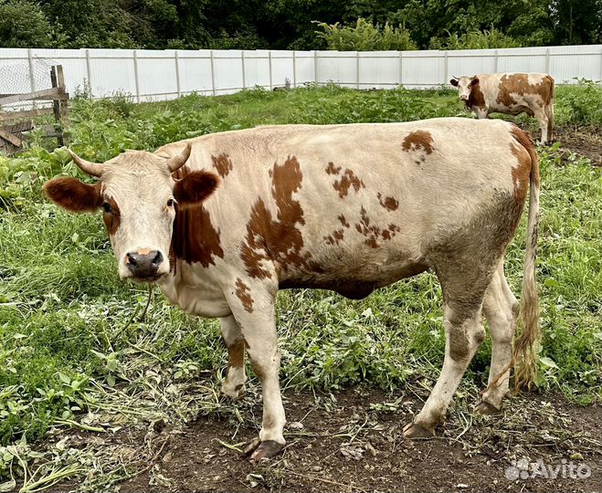 Телки стельные