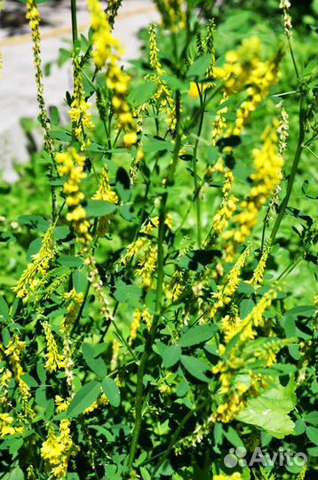 Травы для бани Запарки для бани