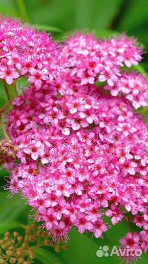 Спирея японская, Княжик саженцы