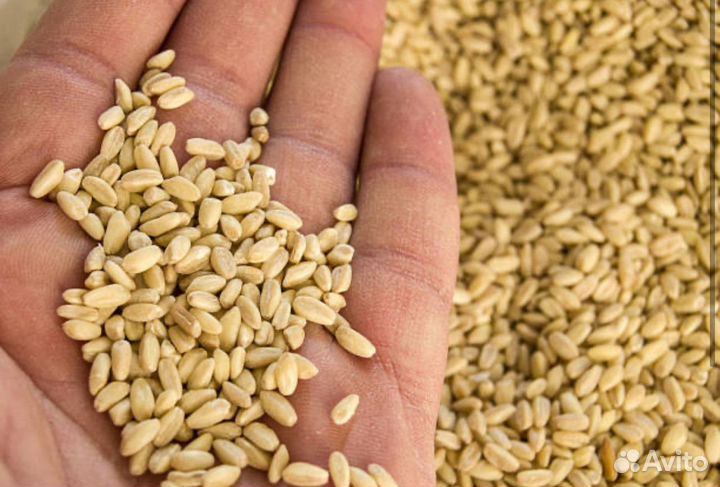 Пшеница в мешках