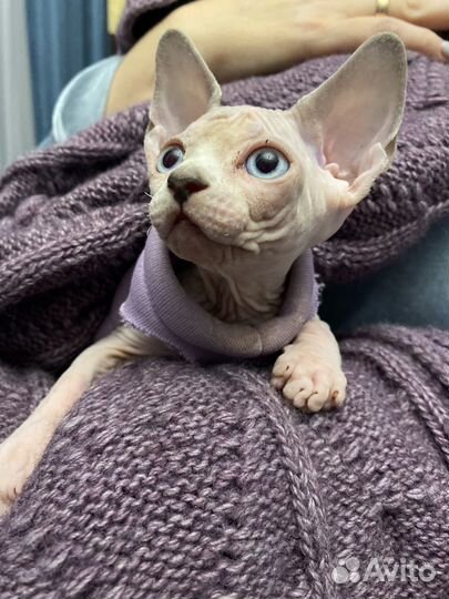 Канадский сфинкс