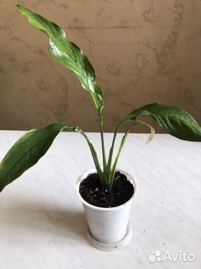 Спатифиллум