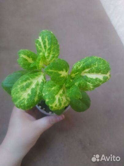 Комнатные растения цветы