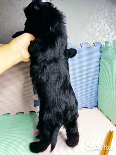 Чудесная девочка черная цветной Йорк бивер