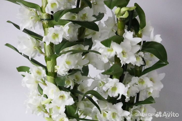 Орхидея дендробиум аполлон (dendr. apollo)