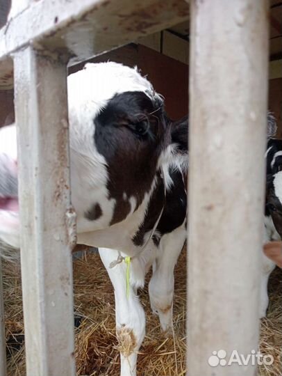 Телята бычки