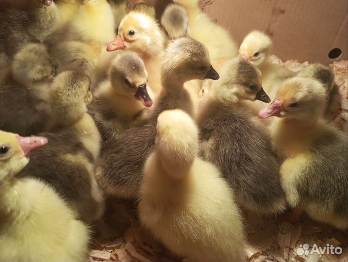 Гуси гусята