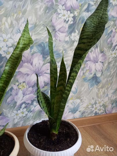 Сансевиерия